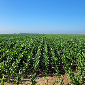 Corn Field for Crop Insurance